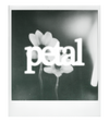 polaroid
